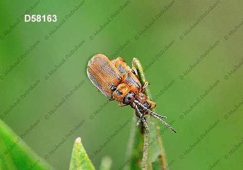 Neogalerucella calmariensis